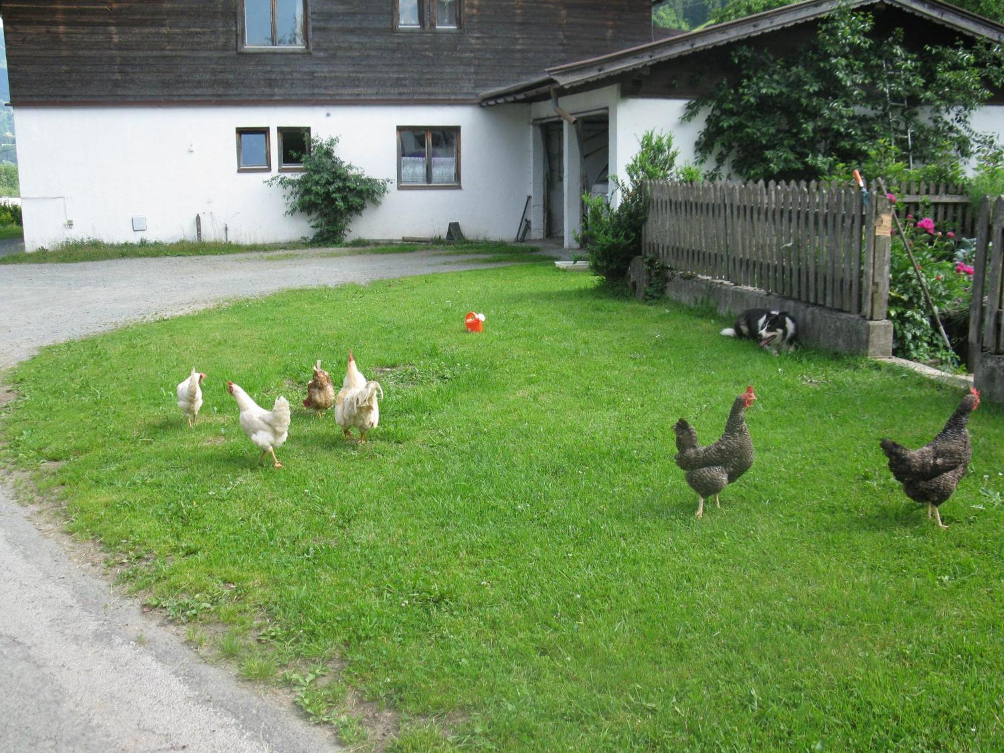 키츠부헬 Malernhof B&B 외부 사진